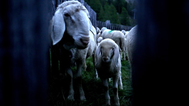 Schafe in der Nacht in einem Gehege Schafe in der Nacht in einem Gehege