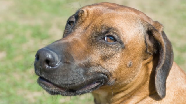 Die Hunde schwitzen zwar auch während der Hundstage, haben aber mit dem Phänomen nichts zu tun. Die Hunde schwitzen zwar auch während der Hundstage, haben aber mit dem Phänomen nichts zu tun.