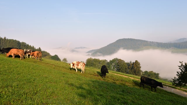 Jetzt kommt wieder die Zeit von Bodenfrost und Nebelfeldern. Jetzt kommt wieder die Zeit von Bodenfrost und Nebelfeldern.