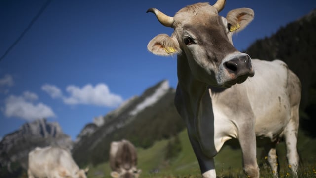 Biobauern erhalten mehr Geld für ihre Milch