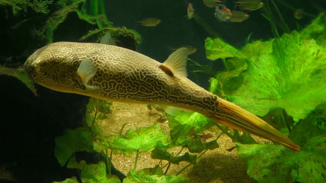Ein Kugelfisch. Ein Kugelfisch.