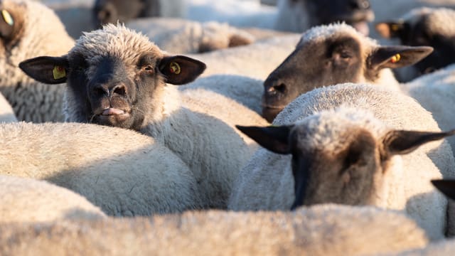 Landwirt soll Schafe misshandelt haben