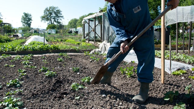 Wer trotz einer IV-Rente z.B. im Garten arbeitet, gerät in Solothurn schnell unter Verdacht des Versicherungsmissbrauchs. Wer trotz einer IV-Rente z.B. im Garten arbeitet, gerät in Solothurn schnell unter Verdacht des Versicherungsmissbrauchs.