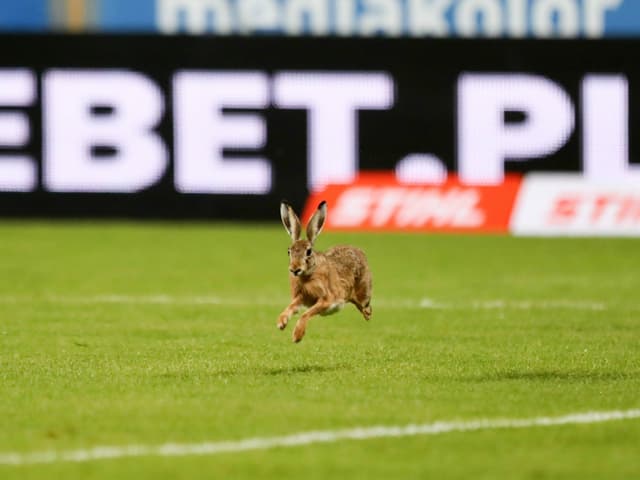 Ein Hase springt in Plock übers Feld.