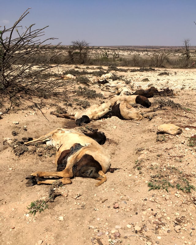 Tote Tiere liegen auf trockenem Boden am Wegrand. Tote Tiere liegen auf trockenem Boden am Wegrand.