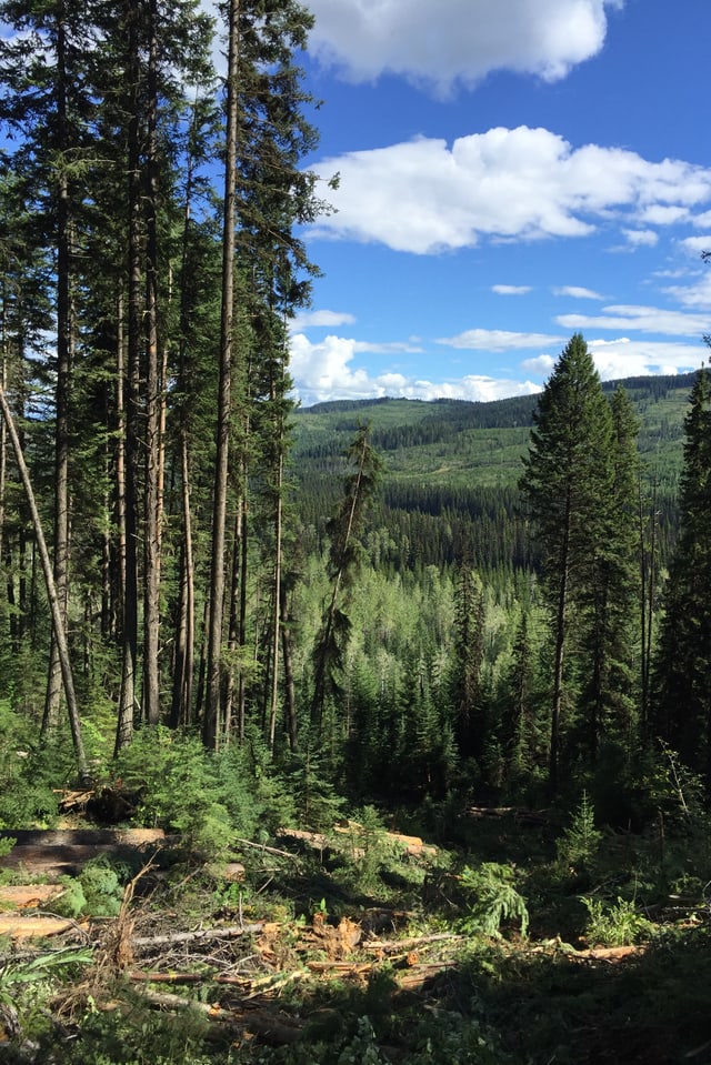 Kanadischer Wald Kanadischer Wald