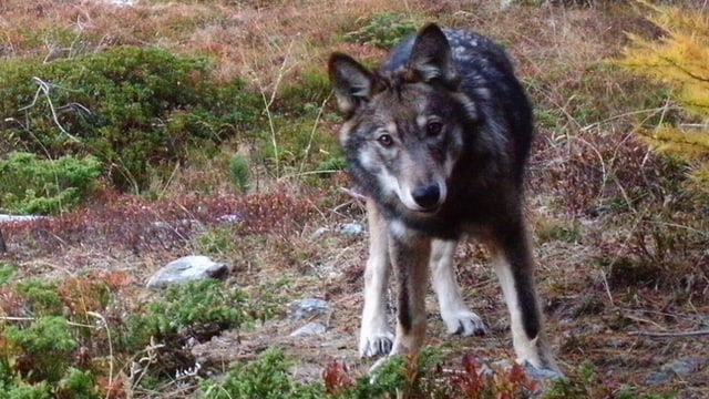 Ein Wolf. Ein Wolf.