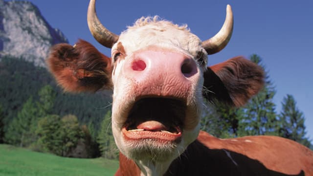 Eine behornte Kuh auf einer Bergwiese Eine behornte Kuh auf einer Bergwiese
