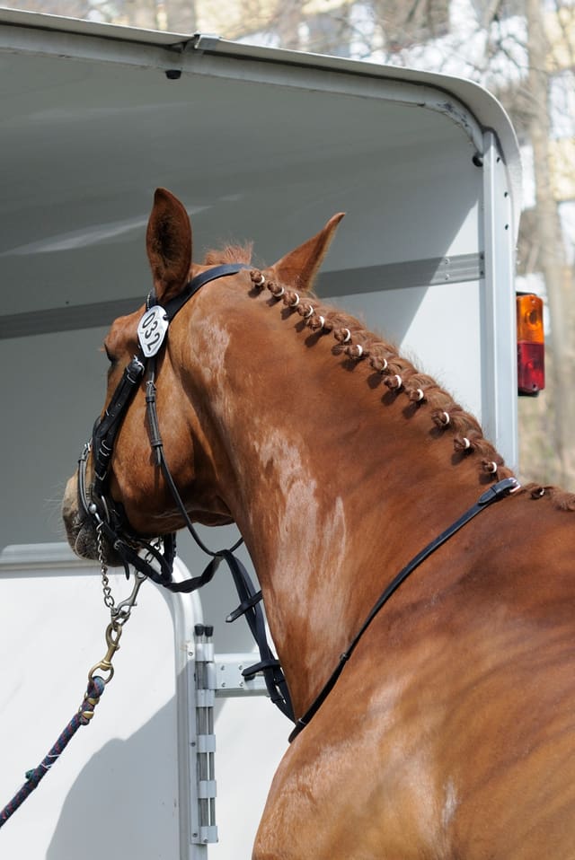Ein Pferd steigt in einen Anhänger Ein Pferd steigt in einen Anhänger