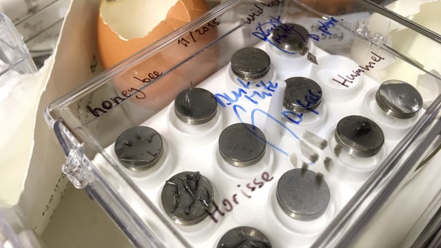 Präparate von Insektenbeinen und -stacheln Präparate von Insektenbeinen und -stacheln