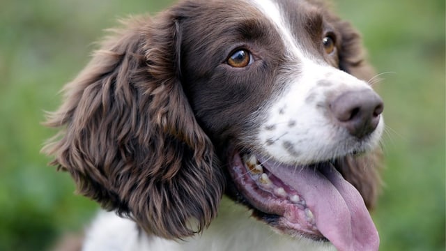 Der weiss-braune Spaniel «Junior» zu Lebzeiten mit wachem Blick und heraushängender Zunge. Der weiss-braune Spaniel «Junior» zu Lebzeiten mit wachem Blick und heraushängender Zunge.