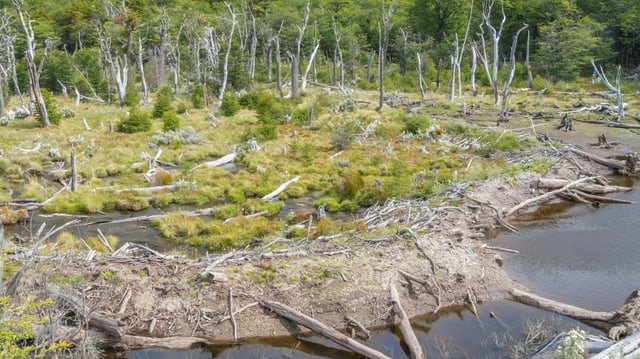 Ein Wald mit vielen toten Bäumen Ein Wald mit vielen toten Bäumen