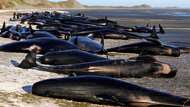 Schwarze Wale liegen am Strand. Schwarze Wale liegen am Strand.