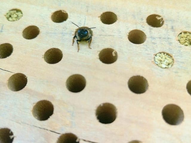 Biene schaut aus Nistloch heraus