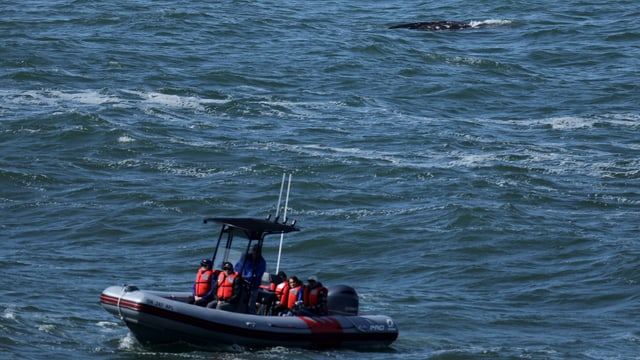 Ein kleines Boot mit Menschen in roten Schwimmwesten auf dem Meer mit einem Wal im Hintergrund.