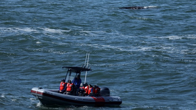 Ein kleines Boot mit Menschen in roten Schwimmwesten auf dem Meer mit einem Wal im Hintergrund. Ein kleines Boot mit Menschen in roten Schwimmwesten auf dem Meer mit einem Wal im Hintergrund.