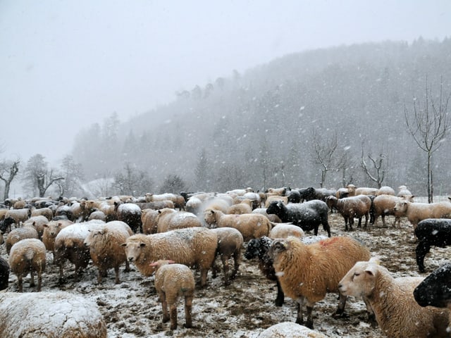 Schafherde im Schneegestöber