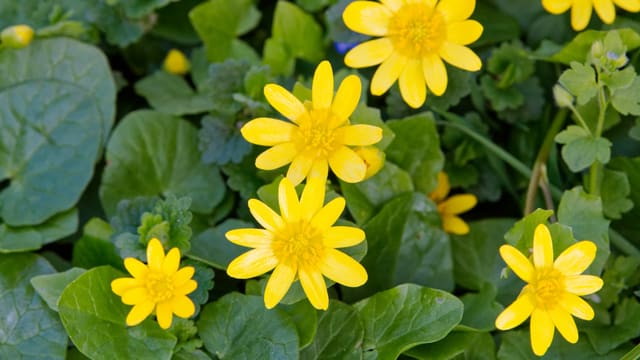 Gelbe Blüten, rundliche grüne Blätter Gelbe Blüten, rundliche grüne Blätter