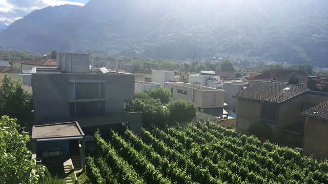 Blick auf Reben vor einem Betonhaus. Blick auf Reben vor einem Betonhaus.