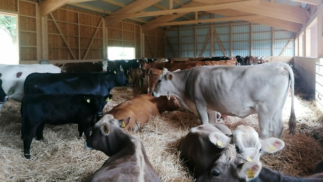 Rinder in Stall Rinder in Stall