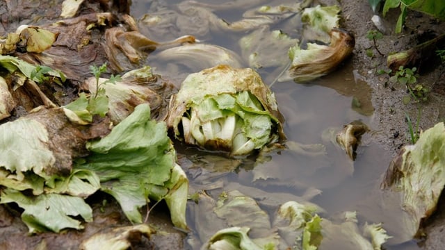 Brauner Salat liegt auf Feld in Wasserpfütze Brauner Salat liegt auf Feld in Wasserpfütze