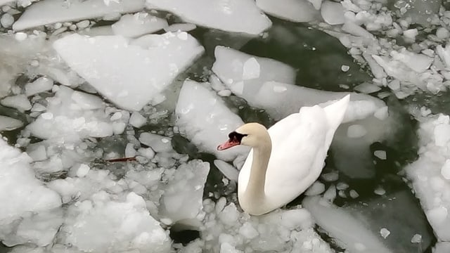 Ein Schwan im Eis. Ein Schwan im Eis.