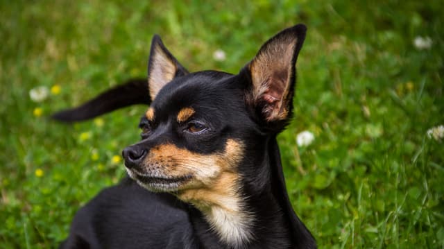 Rehpinscher Rehpinscher