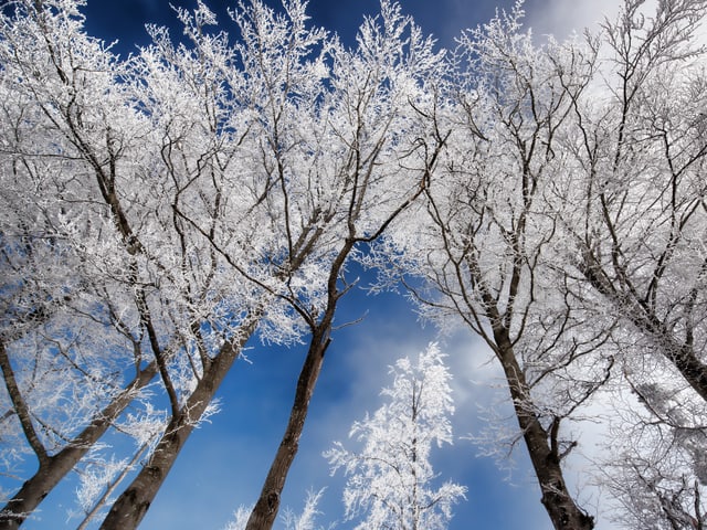 Blick von unten nach oben zu Bäumen in einem lichten Wald. Die Äste sind weiss vom Reif und der Himmel dahinter schön hellblau.