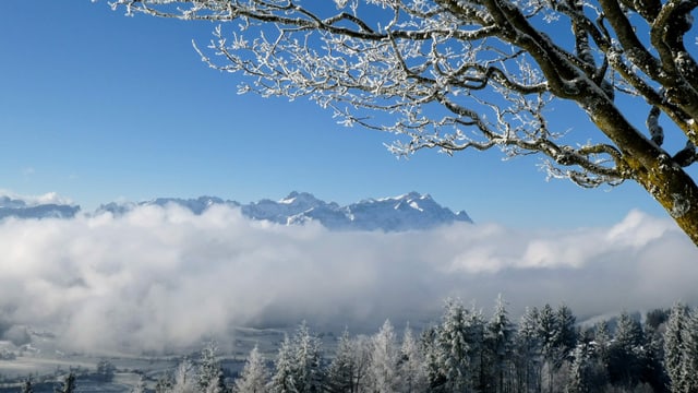 Blick vom Gäbris über Hochnebelfetzen zum wolkenlosen Säntis. Blick vom Gäbris über Hochnebelfetzen zum wolkenlosen Säntis.