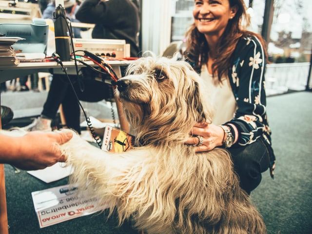 Hund von Marc Amacher