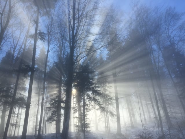 Sonnenstrahlen im Wald 