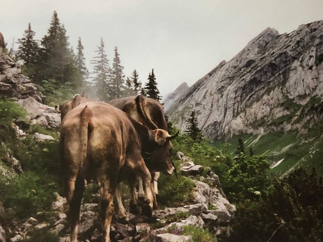 Kühe auf einem felsigen Bergweg. Kühe auf einem felsigen Bergweg.