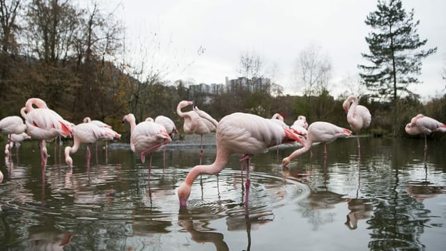 Flamingos Flamingos