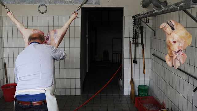 Ein Metzger bearbeitet ein geschlachtetes Schwein. Ein Metzger bearbeitet ein geschlachtetes Schwein.