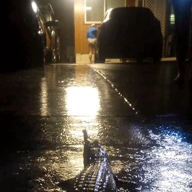 Mann steigt in einer Garage in ein Auto. Davor lauert ein Krokodil. Mann steigt in einer Garage in ein Auto. Davor lauert ein Krokodil.