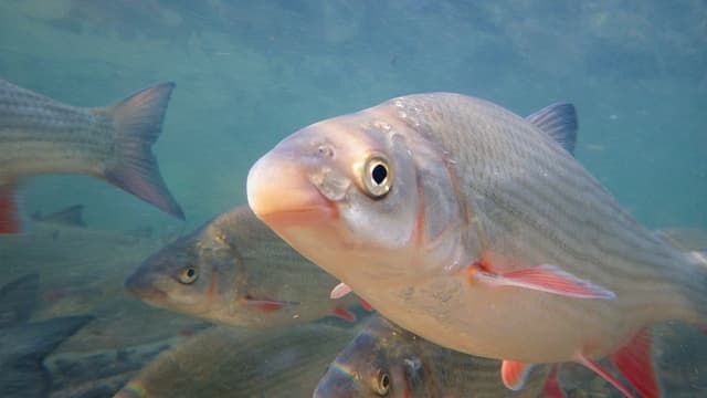 Fisch namens Nase Fisch namens Nase