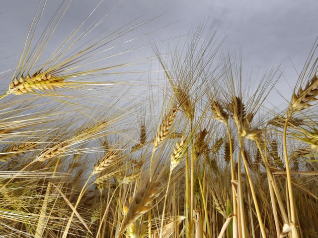Gerste enthält wie Quinoa viele hochwertige Fett- und Aminosäuren. Gerste enthält wie Quinoa viele hochwertige Fett- und Aminosäuren.