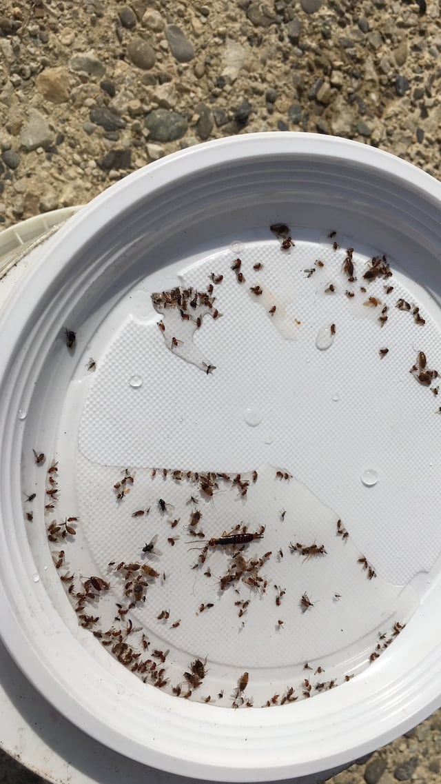 weisser Plastikteller mit vielen kleinen Fliegen drauf weisser Plastikteller mit vielen kleinen Fliegen drauf