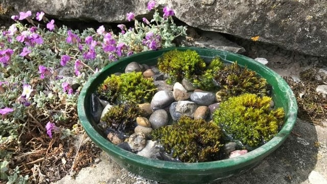 Wasserstelle für Hummeln und andere Insekten Wasserstelle für Hummeln und andere Insekten