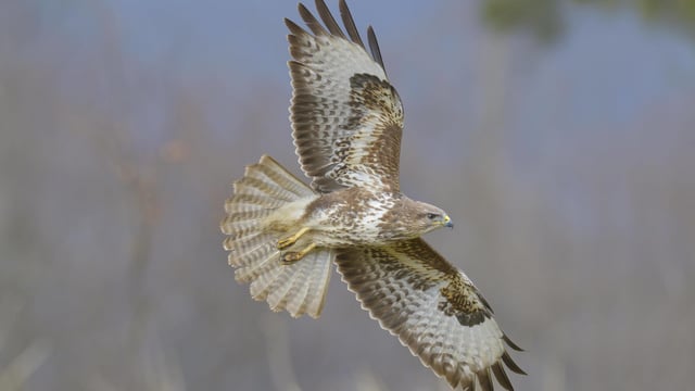 Mäusebussard im Sinkflug Mäusebussard im Sinkflug