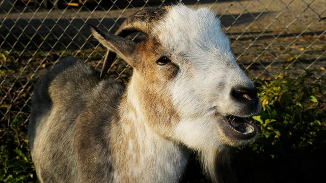 Ein Geissbock Ein Geissbock