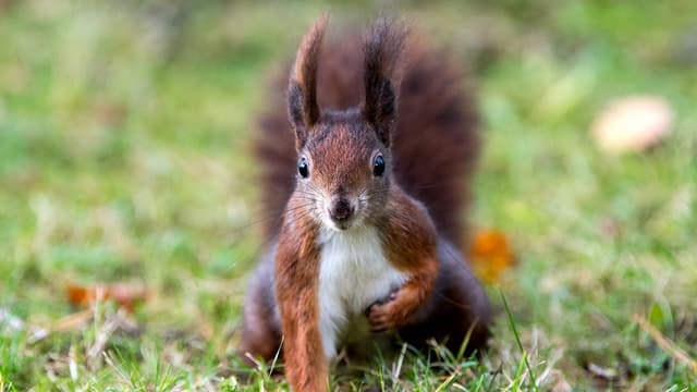 Ein Eichhörnchen Ein Eichhörnchen