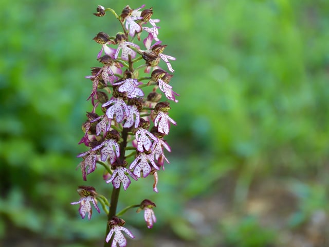 Wilde Orchideen Die Konigin Der Blumen Gibt Es Auch Bei Uns Mission B Srf