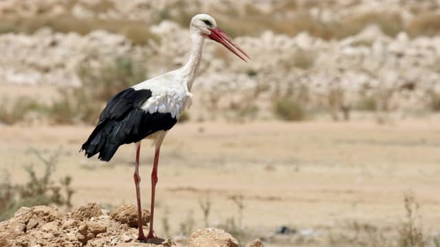 Ein Weisstorch segelt mit ausgebreiteten Flügeln durch die Luft Ein Weisstorch segelt mit ausgebreiteten Flügeln durch die Luft