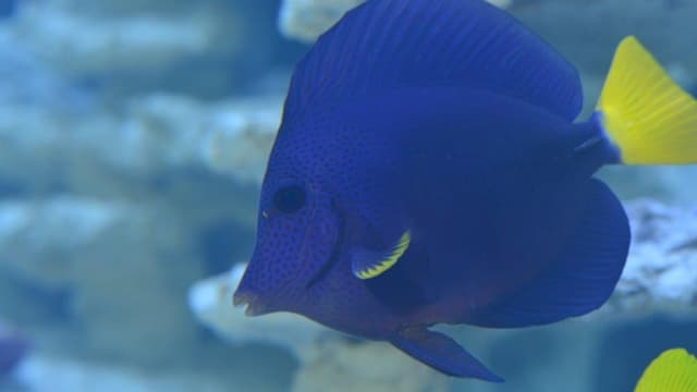 Ein Fisch Ein Fisch