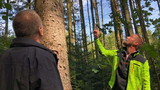 Zwei Männer stehen im Wald und blicken zu einer Fichte hinauf. Zwei Männer stehen im Wald und blicken zu einer Fichte hinauf.