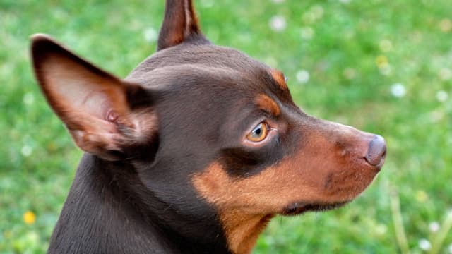 Kopf eines Hundes Kopf eines Hundes