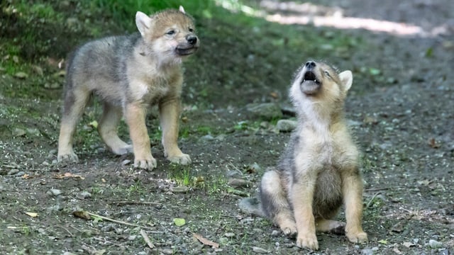 Ein Jungwolf bei einem Heul-Versuch in der Anlage des Zoo Zürich. Ein Jungwolf bei einem Heul-Versuch in der Anlage des Zoo Zürich.