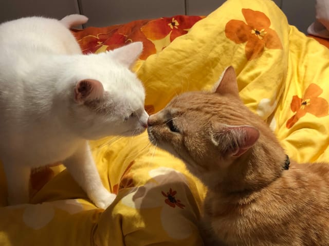 Zwei Katzen schnuppern aneinander.