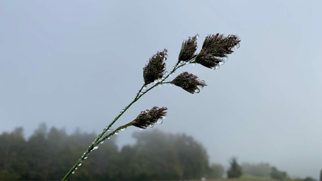 Nasse Pflanze im Nebel. Nasse Pflanze im Nebel.